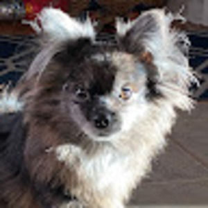 Meet your Posher, Ava